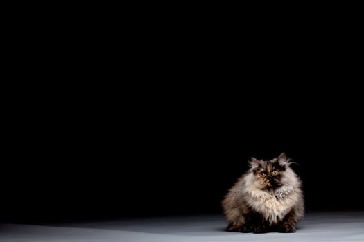 Chinchilla Persian little kitty against dark background