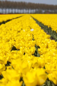 Tulips in spring,colourful tulip