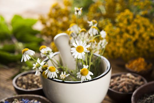 Fresh medicinal, healing herbs on wooden