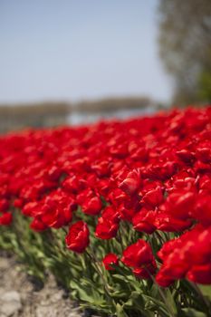 Beautiful spring tulip, flower background