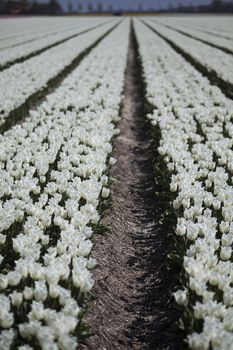 Tulips in spring,colourful tulip