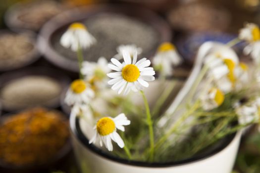 Fresh medicinal, healing herbs on wooden