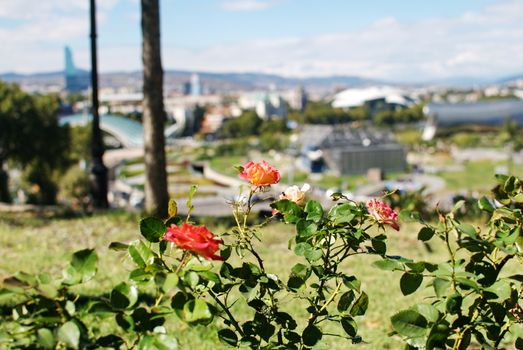 Roses on a blurry background of the panorama of the center of Tbilisi