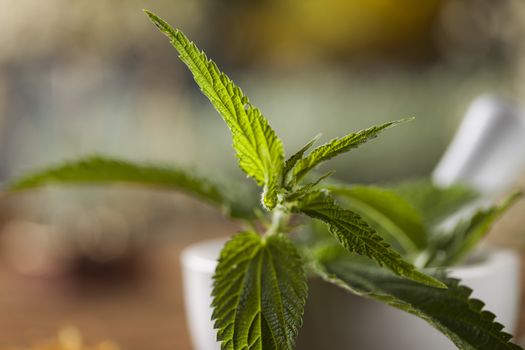 Herbal medicine on wooden desk background