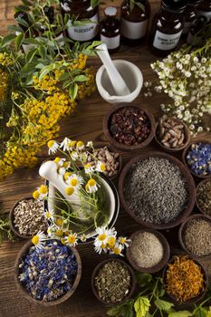 Fresh medicinal, healing herbs on wooden