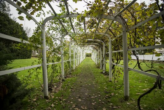 Green tunnel in fall foliage. Way to nature. Natural background from beautiful garden, vintage style. In New England USA