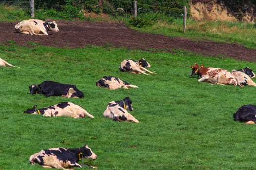 Cows of a dairy grazing on fields of a farm.