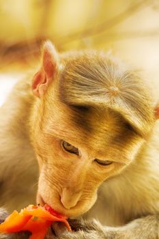 Facial expressions of monkeys are similar to human. Entertaining portraits of Indian monkey