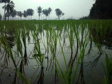 rice fields at sunset evening light. agriculture, Southeast Asia