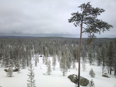 Snow-covered Scandinavian forest, open forests, hills to the dark horizon