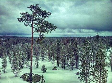 Snow-covered Scandinavian forest, open forests, hills to the dark horizon