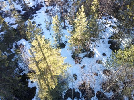 view of pine trees from top down. Spring forest