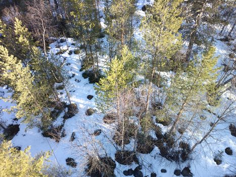 view of pine trees from top down. Spring forest