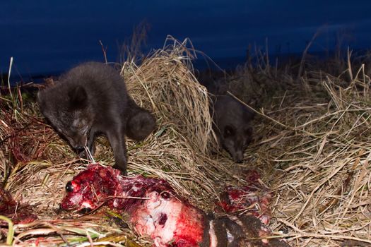 Blue foxes (Alopex lagopus semenovi) come at night to devour carcasses of fur seal (Callorhinus ursinus) which Aleuts harvested on Komandor-Aleutian island ridge