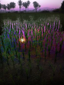 rice fields at sunset evening light. agriculture, Southeast Asia