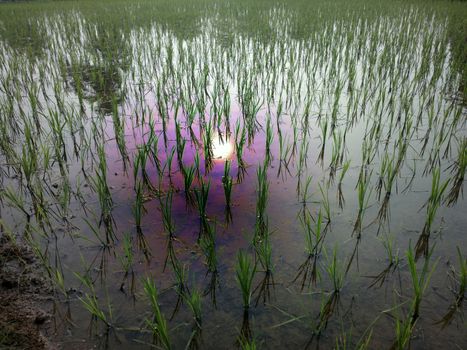 rice fields at sunset evening light. agriculture, Southeast Asia