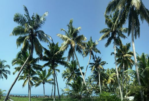 Coconut trees in winter. India. South Kerala