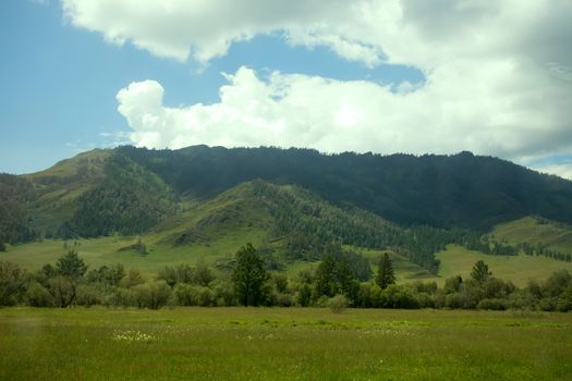 Summer mountains with trees. Altai green landscape