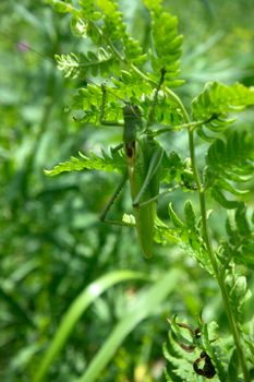 big Green Bush-Cricket (Tettigonia viridissima) in nature. grasshopper met in mountains on a green stem