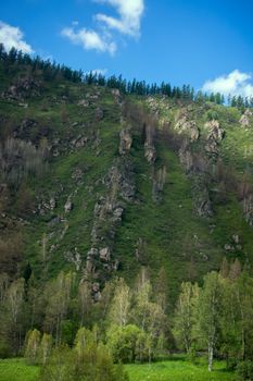 Covered with mixed forests of the Altai mountains. North-East Asia