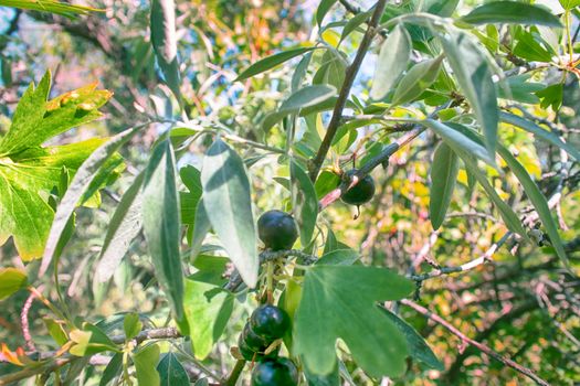 Wilding black currants (cassis) planted 70 years ago in shelterbelts to protect roads from snowdrifts. Northern Kazakhsta