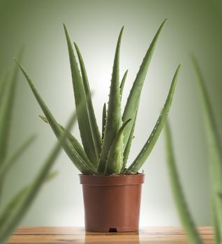 Succulent Plant, Aloe Vera in a maroon plastic pot over green background