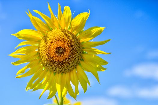 Summer landscape with a field of blooming sunflowers.