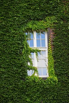 Window of old mansion house on brick wall mantled with ivy, summer day
