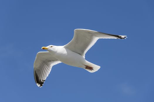 Seabird the Seagull family name laridae in flight against a blue sky
