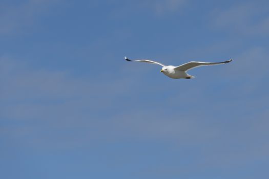 Seabird the Seagull family name laridae in flight against a blue sky
