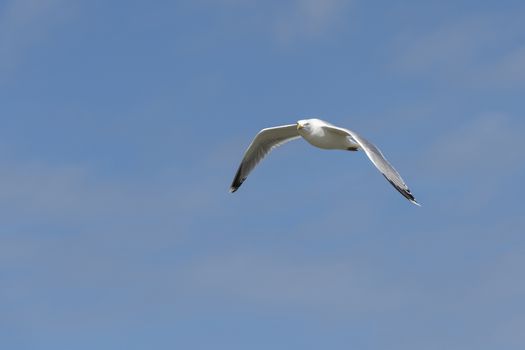 Seabird the Seagull family name laridae in flight against a blue sky
