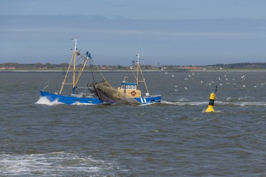 Commercial shrimp fishing boat on the UNESCO protected Wadden Sea near the island Ameland in the North of Netherlands
