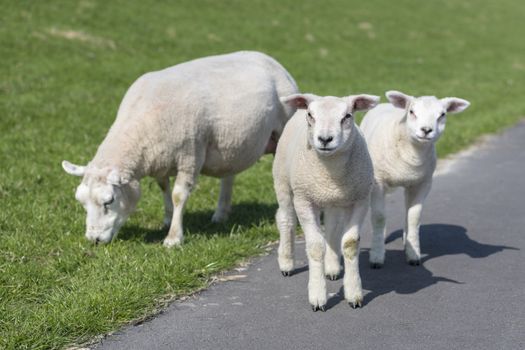 Sheep and two little lambs on an embankment slope of the island Ameland in the North of Netherlands
