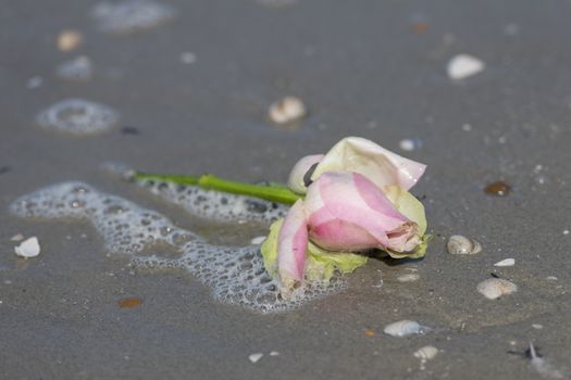 Pink rose in the surf of the sea in the sand on the beach
