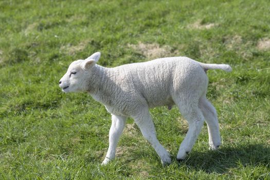 Little lamb on the grass of the slope of a seawall
