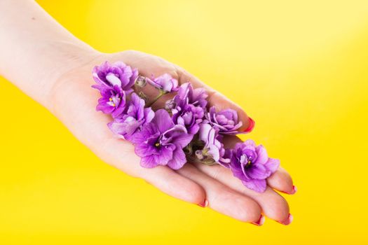 in a female hand flowers violets on a yellow background