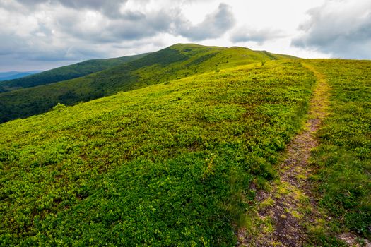 path through mountain ridge on an overcast day. lovely scenery of Runa mountain, Ukraine