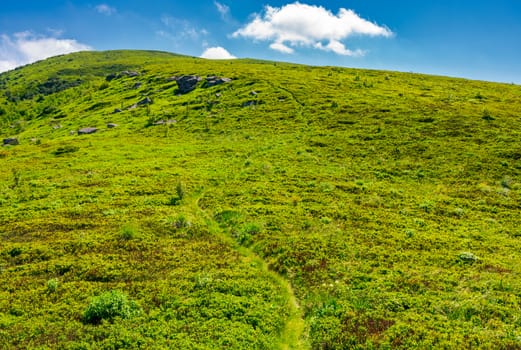 footpath through the grassy hills of the mountain. beautiful summer scenery in fine weather with some clouds on a blue sky