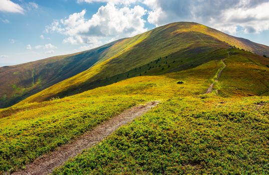 path to the top of the mountain. beautiful summer landscape. great destination to travel. location Velykyi Verkh peak of Borzhava ridge in Carpathian mountains, Ukraine