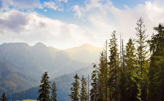 High Tarta mountains behind the trees. lovely nature scenery in beautiful light.