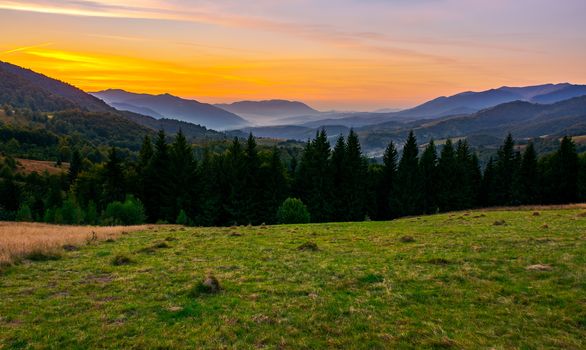 beautiful sunset in Carpathian mountains. view in to the foggy valley of Synevyr National park. row of Spruce trees on the meadow in the foreground