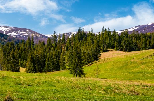 Spruce forest on  the grassy hills. beautiful nature scenery of Carpathian countryside. lovely landscape with snowy mountain tops in the distance