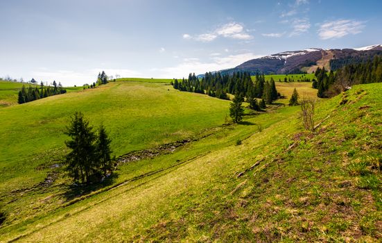 grassy hills at the foot of the ridge. beautiful nature scenery of Borzhava mountain ridge. springtime landscape with snowy mountain tops in the distance