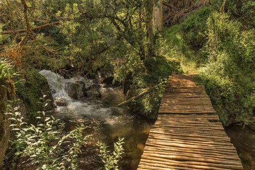 A pedestrian bridge over a stream on the Yellowwood Forest hiking trail at Injisuthi in the Kwazulu-Natal Drakensberg