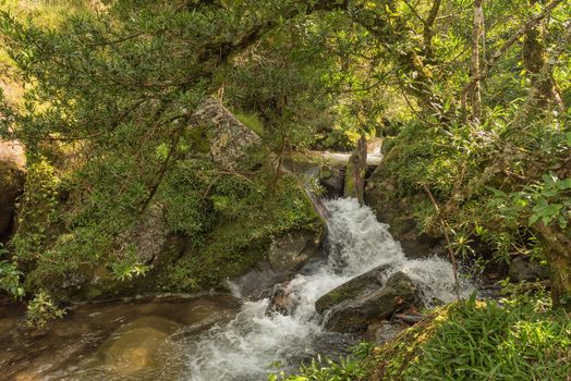 A stream on the Yellowwood Forest hiking trail at Injisuthi in the Kwazulu-Natal Drakensberg