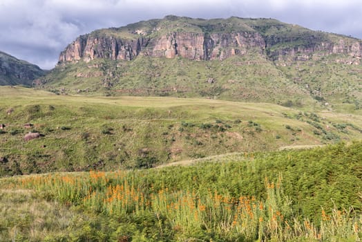Orange flowers of the wild dagga, Leonotis leonurus, against a mountain backdrop at Injisuthi in the Drakensberg