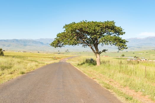 The farm landscape next to the road between Injisuthi and Loskop in the Kwazulu-Natal Province. Houses and a big tree are visible