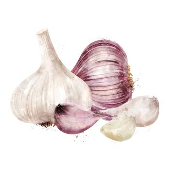 Garlic, isolated illustration on a white background