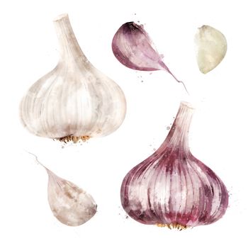 Garlic, isolated illustration on a white background