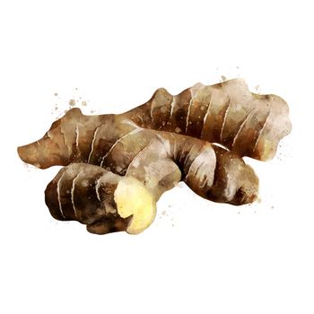 Ginger, isolated illustration on a white background